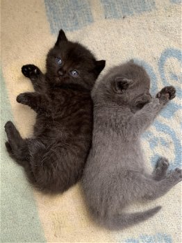 Schattige kittens - 1