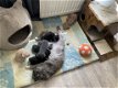 Schattige kittens - 2 - Thumbnail