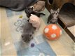 Schattige kittens - 3 - Thumbnail