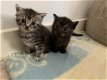 Schattige kittens - 4 - Thumbnail