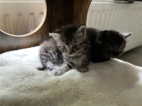 Schattige kittens - 5