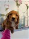 Puppy's uit kampioensbloedlijnen, volledig gezond, getest - 1 - Thumbnail