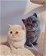 Lieve Britse korthaar kittens - 0 - Thumbnail
