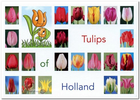 Ansichtkaart: Tulips from Holland - 0