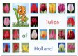 Ansichtkaart: Tulips from Holland - 0 - Thumbnail