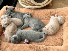 Britse Korthaar Kittens