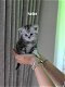 Britse korthaar kittens - 2 - Thumbnail