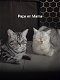 Britse korthaar kittens - 3 - Thumbnail