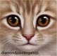 Diamond painting cat - 0 - Thumbnail