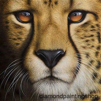Diamond painting lion 3 - 0