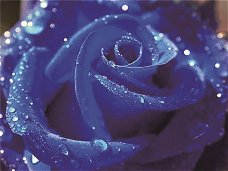 Diamond painting blue rose