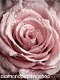 Diamond painting rose XL - 0 - Thumbnail