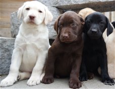 Perfect Labrador !!pupjes beschikbaar,
