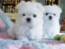 mini maltezer pups