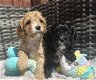 Speelgoed Cavapoo-puppy's - OUDERS DNA GETEST - 0 - Thumbnail