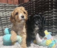 Speelgoed Cavapoo-puppy's - OUDERS DNA GETEST
