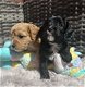 Speelgoed Cavapoo-puppy's - OUDERS DNA GETEST - 1 - Thumbnail