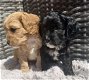 Speelgoed Cavapoo-puppy's - OUDERS DNA GETEST - 2 - Thumbnail