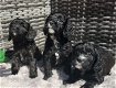 Speelgoed Cavapoo-puppy's - OUDERS DNA GETEST - 3 - Thumbnail