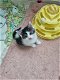 Britse langhaar kittens - 1 - Thumbnail