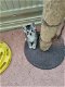Britse langhaar kittens - 2 - Thumbnail