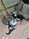 Britse langhaar kittens - 4 - Thumbnail