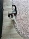 Britse langhaar kittens - 5 - Thumbnail