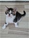 Britse langhaar kittens - 6 - Thumbnail