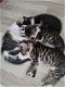 Britse langhaar kittens - 7 - Thumbnail
