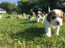 Beagle Puppies ready to go now. whatsapp us at:+319701265729