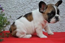 KC French Bulldog Puppies. whatsapp ons op: +319701265729