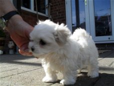 Mooie KC Reg Maltese puppy's. whatsapp ons op: +319701265729
