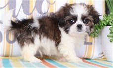 Shihtzu Puppy 11 weken oud. WHATSSP US op: +319701265729