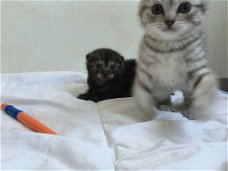 Stamboom Maine Coons Kittens .. Whatsapp me als geïnteresseerd: +319701265729