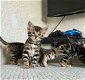 Luxe Bengaalse kittens! - 0 - Thumbnail