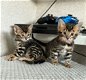Luxe Bengaalse kittens! - 1 - Thumbnail