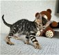 Luxe Bengaalse kittens! - 2 - Thumbnail