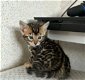 Luxe Bengaalse kittens! - 3 - Thumbnail