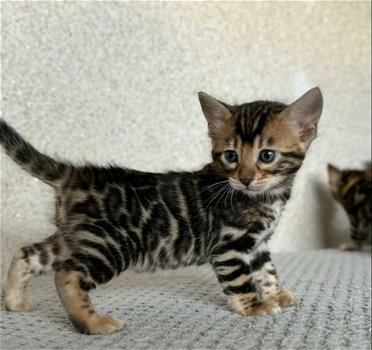 Luxe Bengaalse kittens! - 4