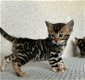 Luxe Bengaalse kittens! - 4 - Thumbnail