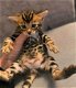 Luxe Bengaalse kittens! - 5 - Thumbnail