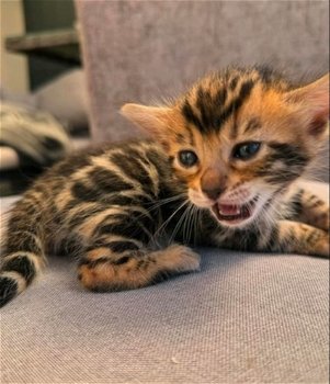 Luxe Bengaalse kittens! - 6