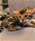 Luxe Bengaalse kittens! - 6 - Thumbnail