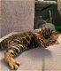 Luxe Bengaalse kittens! - 7 - Thumbnail