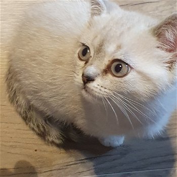 Brits Kort Haar kittens Silver/ Cinnamon Shaded Point - 0