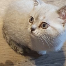 Brits Kort Haar kittens Silver/ Cinnamon Shaded Point