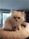 Brits Kort Haar kittens Silver/ Cinnamon Shaded Point - 1 - Thumbnail