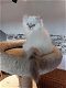 Brits Kort Haar kittens Silver/ Cinnamon Shaded Point - 3 - Thumbnail