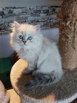 Brits Kort Haar kittens Silver/ Cinnamon Shaded Point - 4