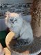 Brits Kort Haar kittens Silver/ Cinnamon Shaded Point - 4 - Thumbnail